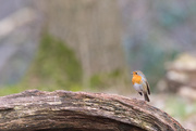 30th Mar 2018 - The Lonesome Robin