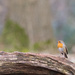 The Lonesome Robin by leonbuys83