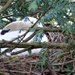 Swan's Nest by g3xbm