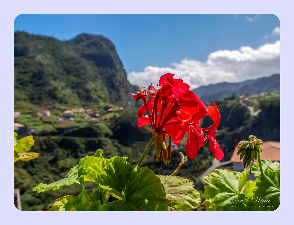 Geranium,Faial,Madeira by carolmw