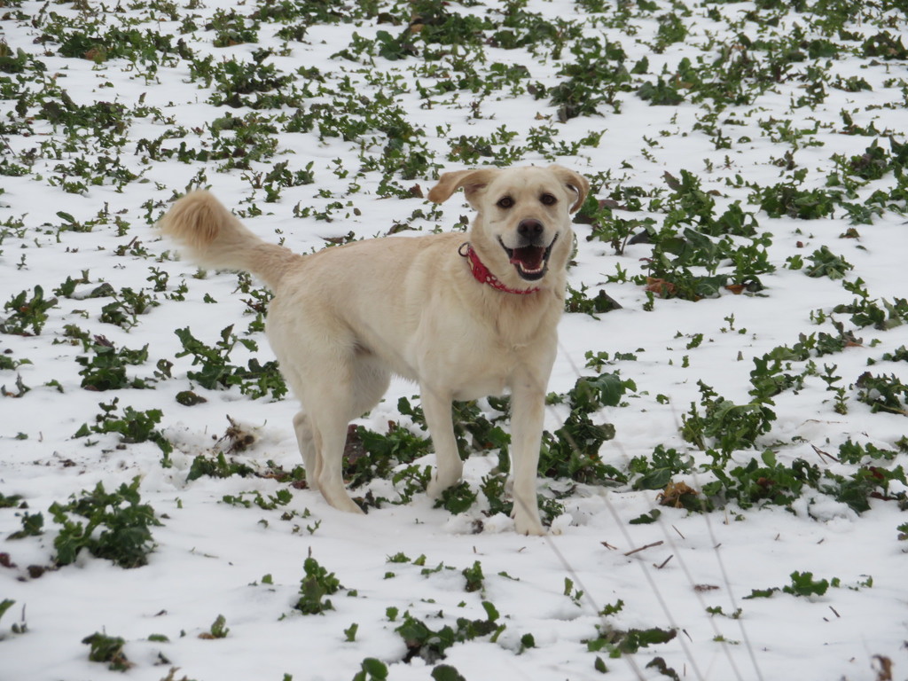 Happy as a dog in snow by lellie
