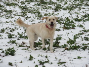 3rd Mar 2018 - Happy as a dog in snow