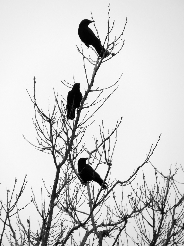 Three Crows by seattlite