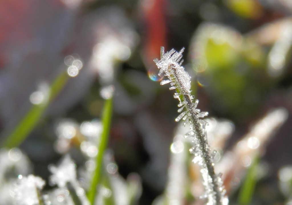 Frosty Grass by julie