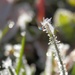 Frosty Grass by julie