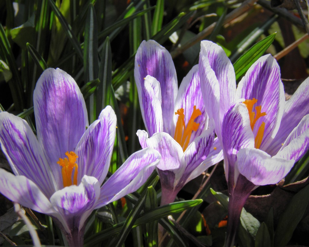 March 31: purple by daisymiller