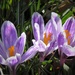 March 31: purple by daisymiller