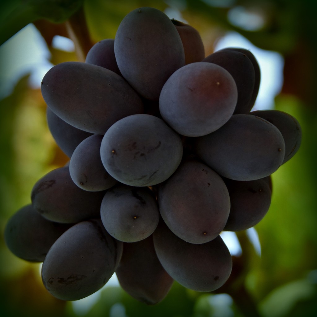 Grapes To Complete My Calendar_DSC5211 by merrelyn