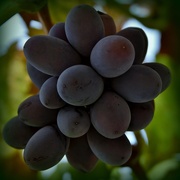 31st Mar 2018 - Grapes To Complete My Calendar_DSC5211