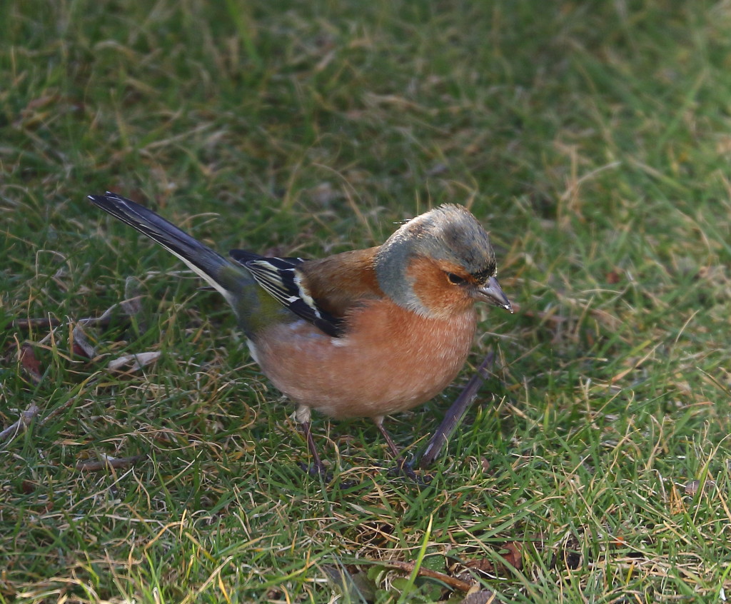 Chaffinch by lifeat60degrees
