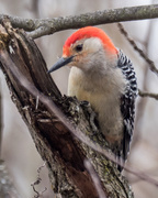 31st Mar 2018 - Red-bellied Woodpecker 