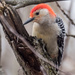 Red-bellied Woodpecker  by rminer