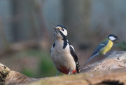 31st Mar 2018 - Great spotted woodpecker