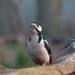 Great spotted woodpecker by leonbuys83