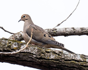 31st Mar 2018 - Mourning Dove