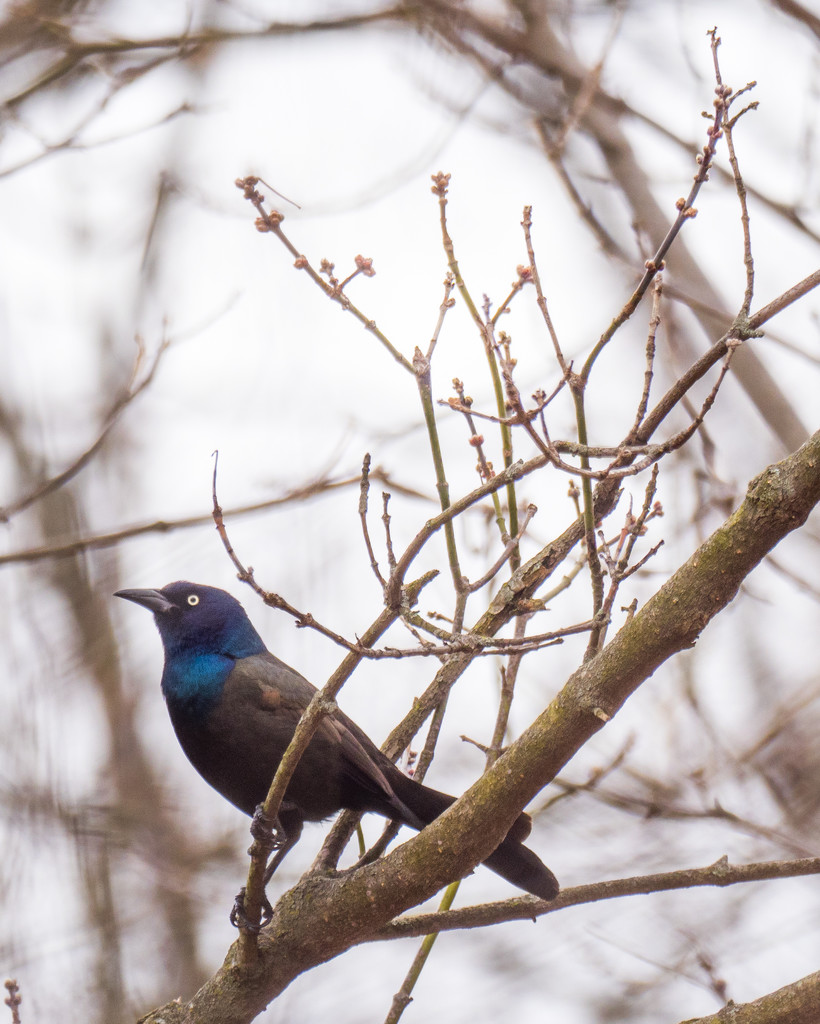 Common Grackle Under a Budding Tree by rminer