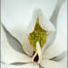 Magnolia Petals by chikadnz