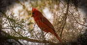31st Mar 2018 - Mr Cardinal Was Singing Out!