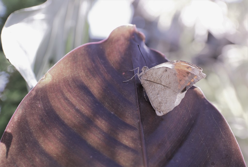 big leaf by edorreandresen