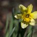 Sign of Spring by hjbenson