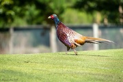 1st Apr 2018 - Pheasant out for a stroll