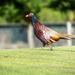 Pheasant out for a stroll by yorkshirekiwi