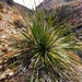 Yucca Plant by harbie