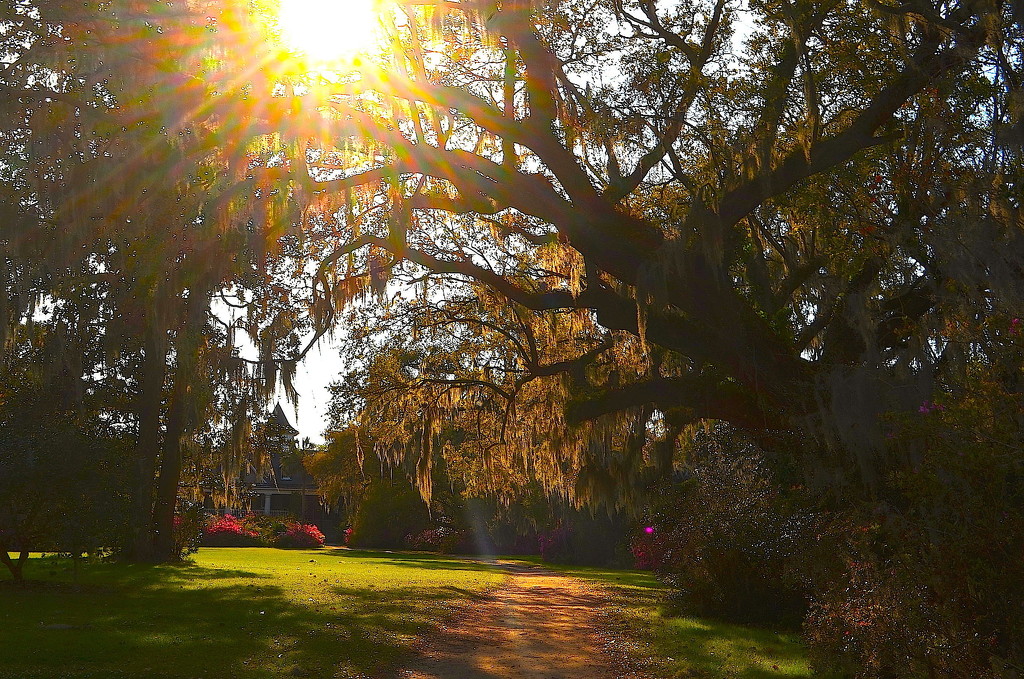 Late afternoon, Magnolia Gardens, Charleston, SC by congaree