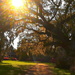 Late afternoon, Magnolia Gardens, Charleston, SC by congaree