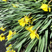Daffodils by yogiw