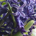 Purple by francoise