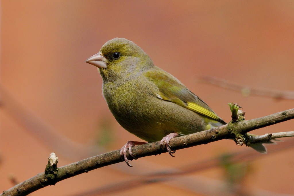 MISTER GREENFINCH by markp