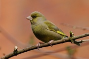 1st Apr 2018 - MISTER GREENFINCH