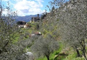 29th Mar 2018 - Lucignana Through the Olive Trees