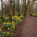 Daffodils at Anglesey Abbey by busylady