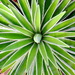 Yucca Plant by stownsend