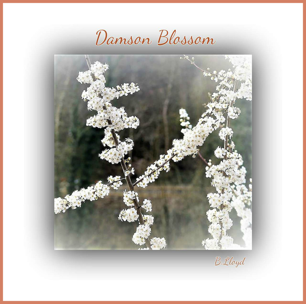 Damson Blossom  by beryl