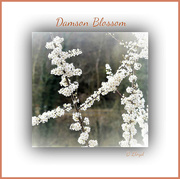 2nd Apr 2018 - Damson Blossom 