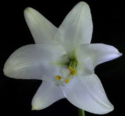 1st Apr 2018 - Easter Lily