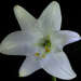 Easter Lily by gaylewood