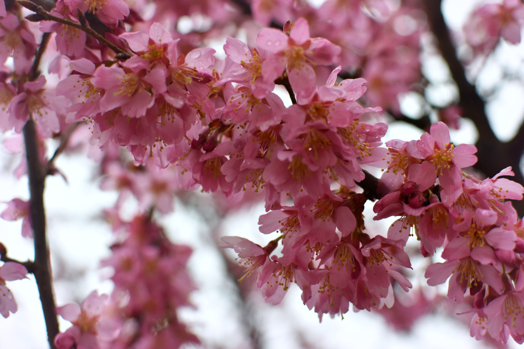 First Cherry Blossoms of the Season by alophoto