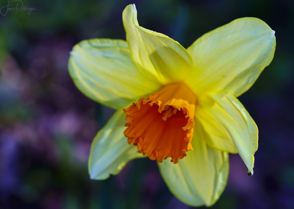 Daffodil with Friend  by jgpittenger