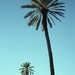 33 Fenced palm trees by domenicododaro