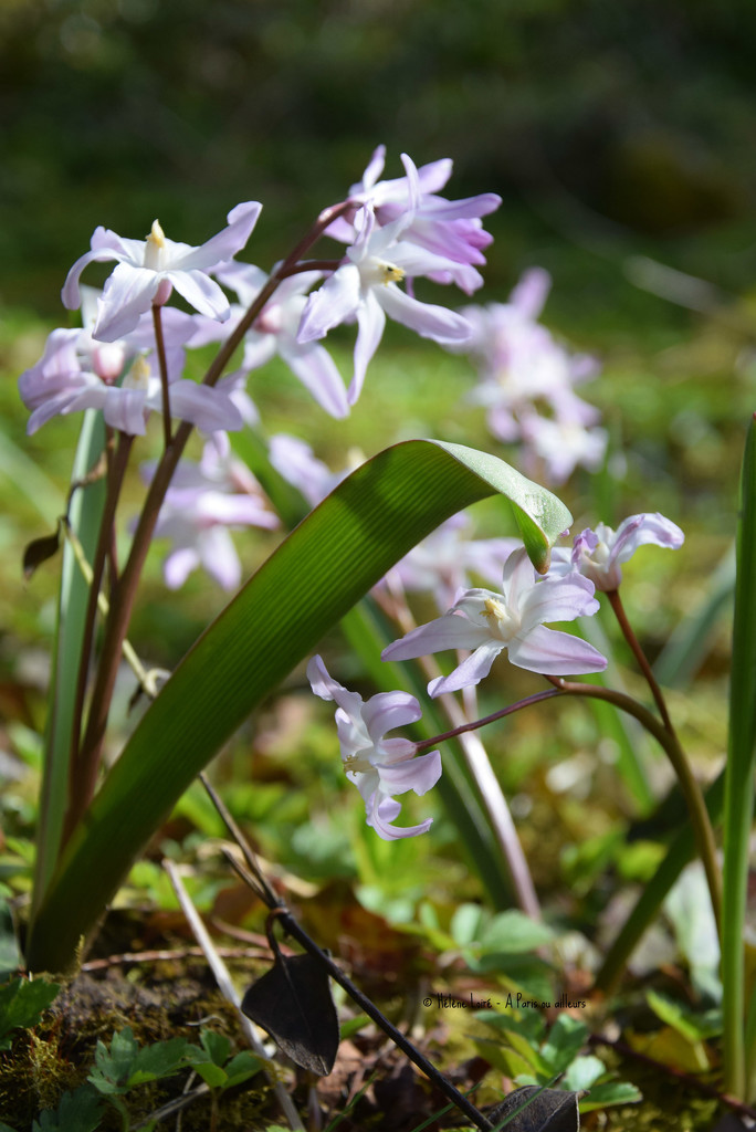 hyacinth by parisouailleurs