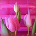 PINK tulips from the Easter Bunny! by homeschoolmom
