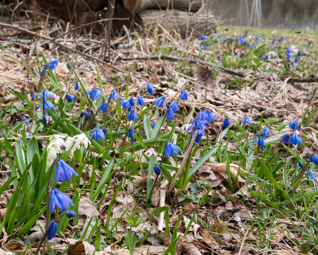 Siberian Squill Forest by rminer