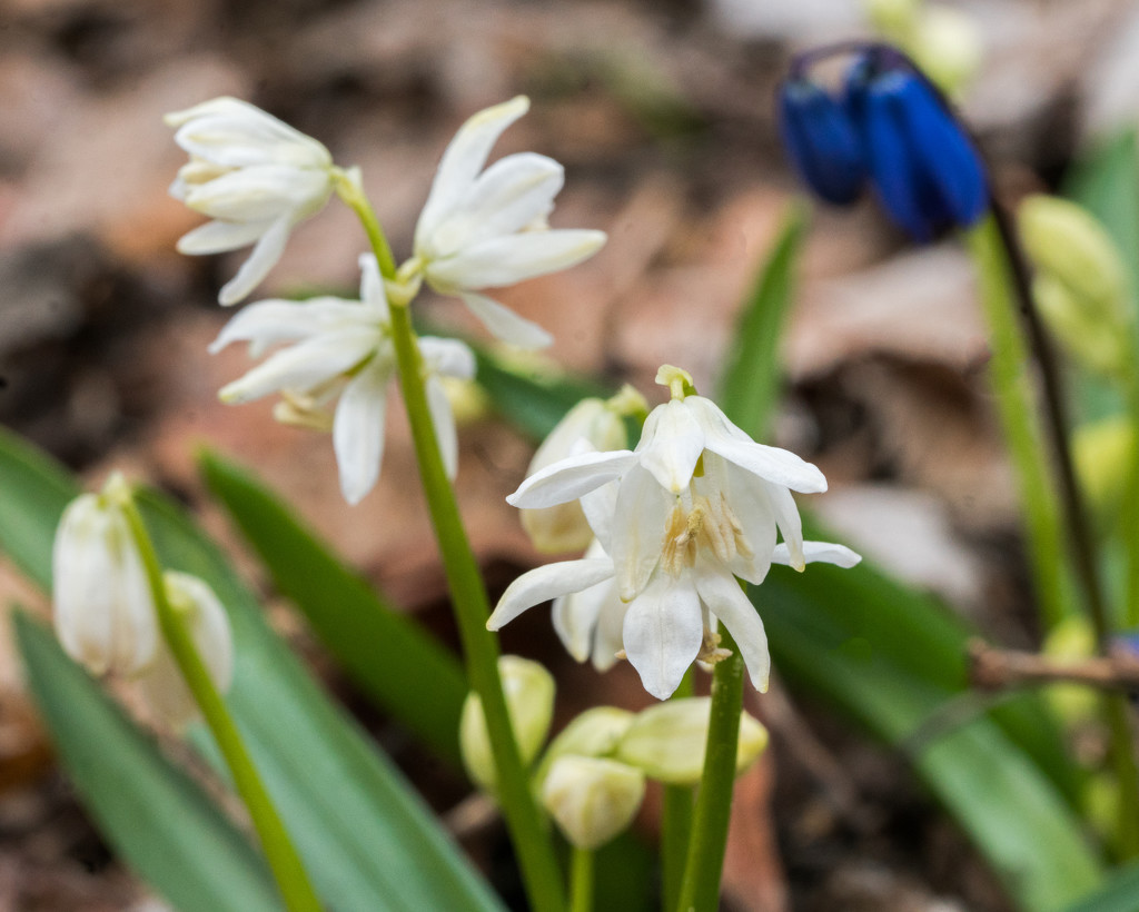 White Siberian Squill by rminer