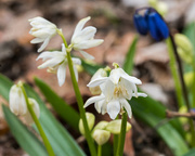 1st Apr 2018 - White Siberian Squill