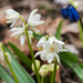 White Siberian Squill by rminer