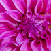 Pink - Dahlia by nicolecampbell